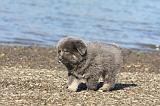 DOGUE DU TIBET 065
